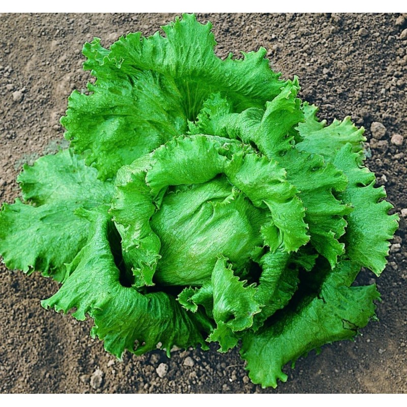 LETTUCE BRASILIANA Seeds