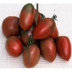 Semillas de tomate PURPLE RUSSIAN - UKRAINIAN PURPLE