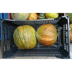 CASABA Turkiska Melon Frön