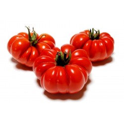 Semillas de tomate Beefsteak COSTOLUTO FIORENTINO