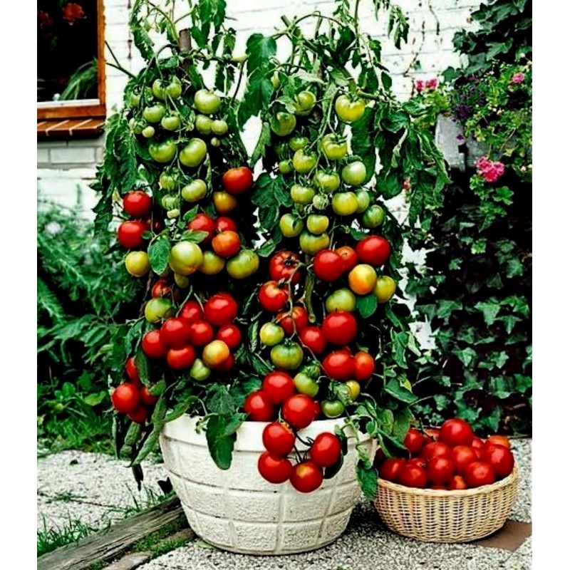 Σπόροι Τομάτας Balkonzauber