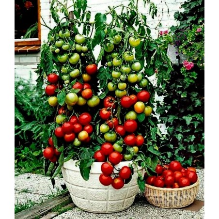 Semi di pomodoro Balkonzauber