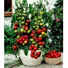 Σπόροι Τομάτας Balkonzauber