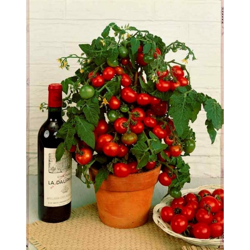 Σπόροι Τομάτας Balkonzauber