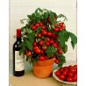 Sementes de tomate Varanda Mágica (Balkonzauber)