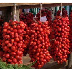 Semillas de tomate FIASCHETTO