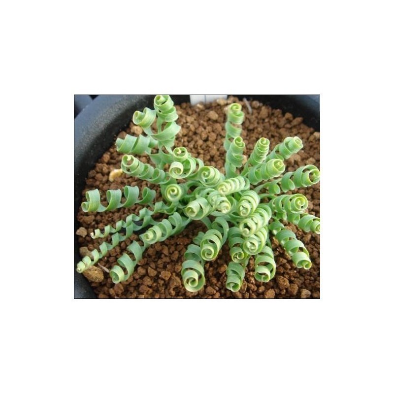 3.55 SPIRAL GRÄS frön (Moraea tortilis)