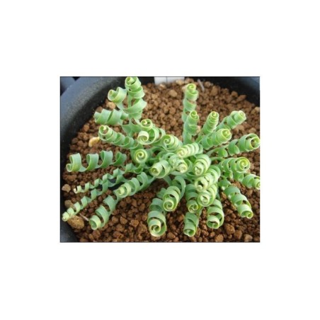 3.55 SPIRAL GRÄS frön (Moraea tortilis)