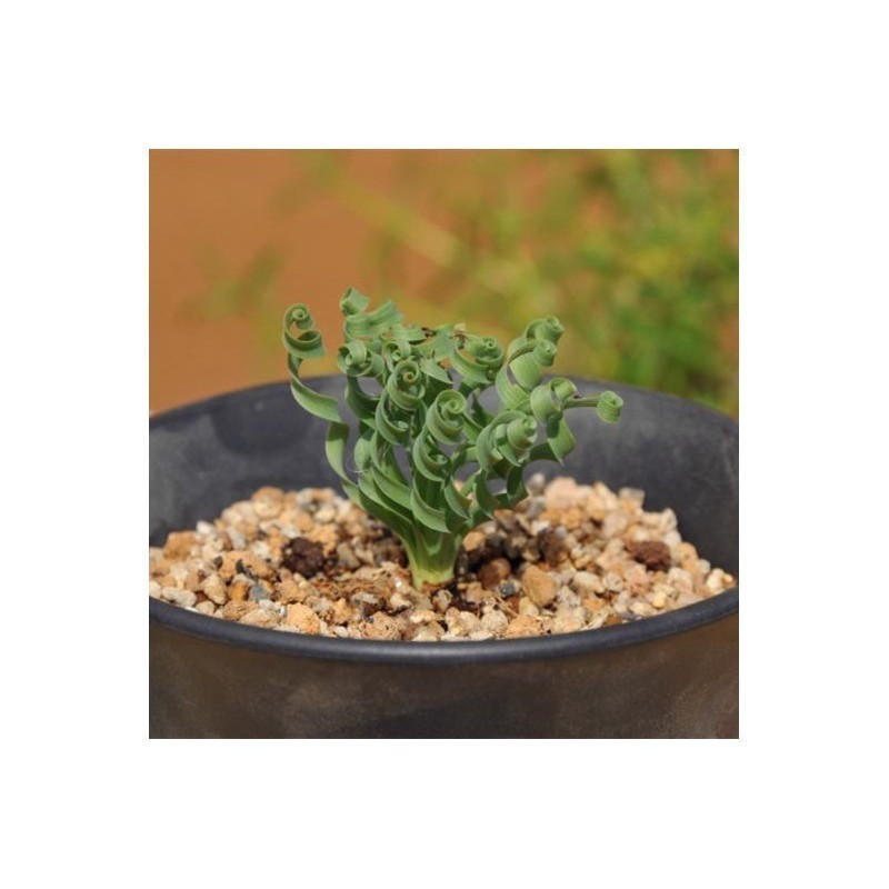 3.55 Spring Grass Spiral Grass Seeds (Moraea tortilis)