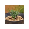 3.55 Spring Grass Spiral Grass Seeds (Moraea tortilis)
