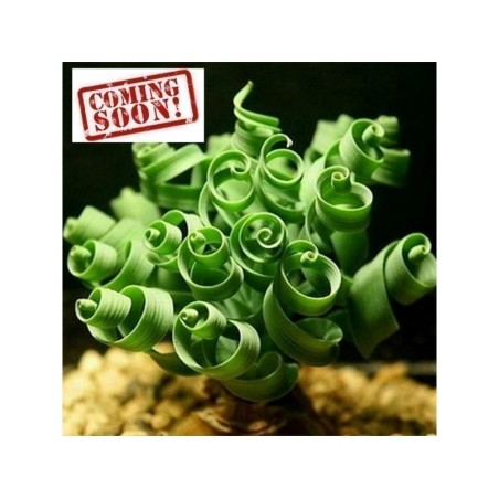 3.55 SPIRAL GRÄS frön (Moraea tortilis)