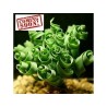 3.55 SPIRAL GRÄS frön (Moraea tortilis)