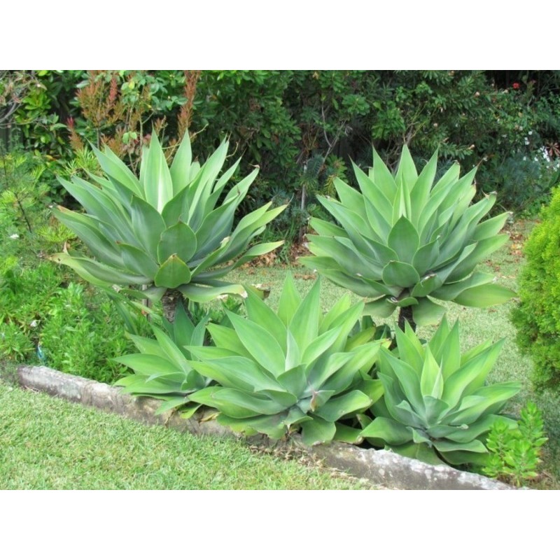 2.95 Foxtail Agave attenuate σπόρος