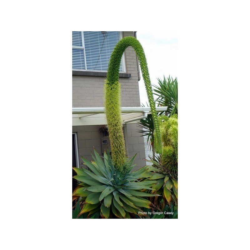 2.95 Lion-s Tail, Swan-s Neck Seeds (Agave attenuate)