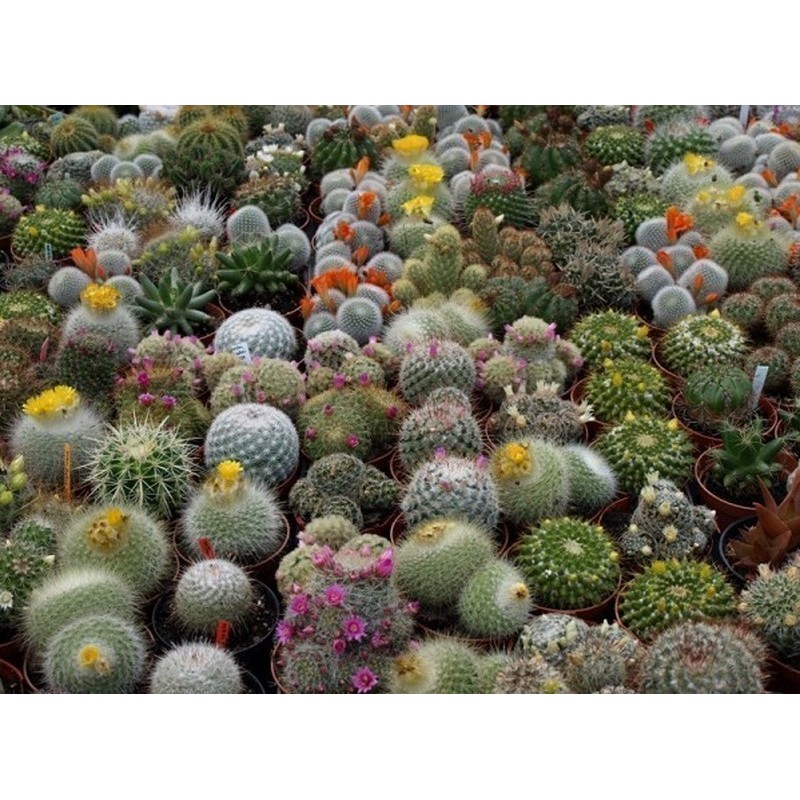 Elenco delle specie di cactus nella Lista Rossa delle specie minacciate