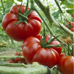 MARMANDE Beefsteak Tomato Seeds