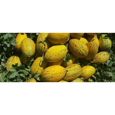 Melone Alacati Dalla Turchia - DOLCE Come Il MIELE - 5+ Semi - Foto 4