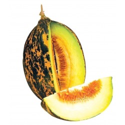 DALAMAN Melon Fröer