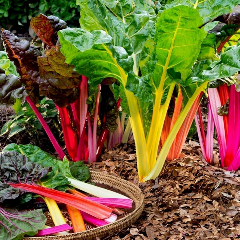Swiss Chard Rainbow Seeds Prijs 1 90