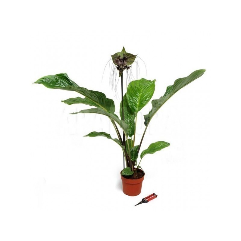 BLACK BAT FLOWER Seeds (Tacca chantrieri)  - 2