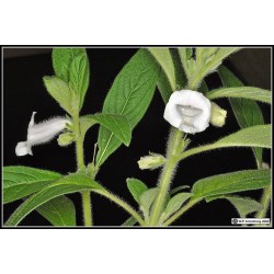 Semillas de sésamo o ajonjolí (Sesamum Indicum)