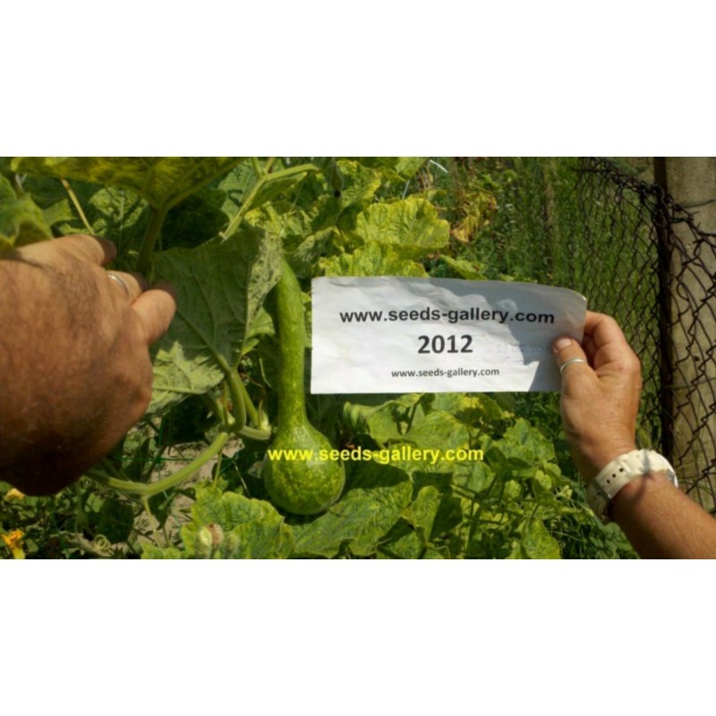 Dipper Gourd Seeds Lagenaria siceraria | Price: 2,35 € 🌳🌼🌸🌿🌱🍉