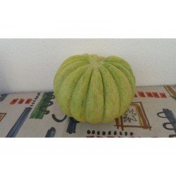 Semi di Grecia Melon BANANA VERDE