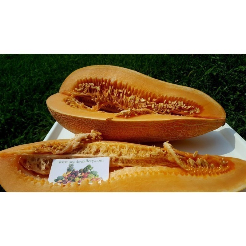 1.95 Semi greca tradizionale gigante Melon KALAMBAKA