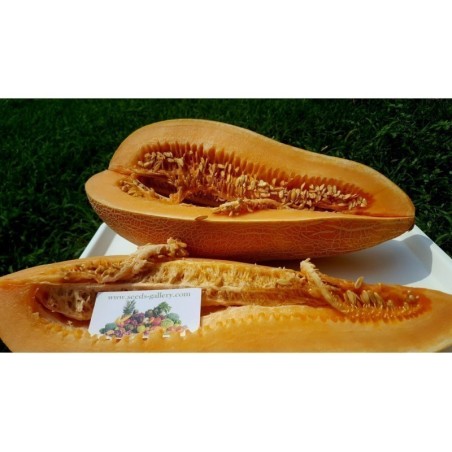 1.95 Semi greca tradizionale gigante Melon KALAMBAKA