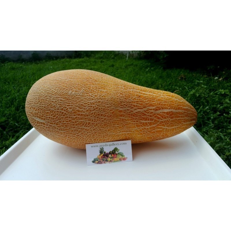 Semi greca tradizionale gigante Melon KALAMBAKA