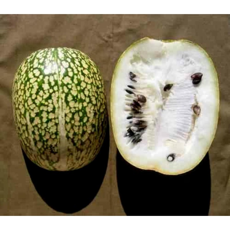 Chilacayote Cucurbita ficfolia φύλλο Gourd σπόρος - 3