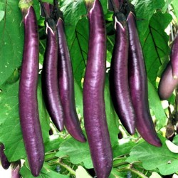 BERENJENA-Long-Purple - Semillas & Semillas