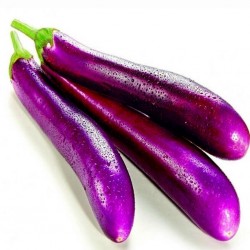 Italian Aubergine - Long Purple Seeds