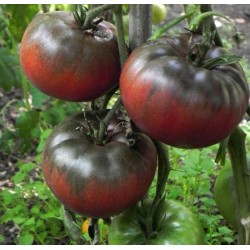 Tomato Seeds BLACK FROM TULA