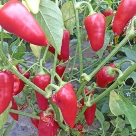 1.75 Hot Chilli Pepper Seeds CALORO (Capsicum annuum)