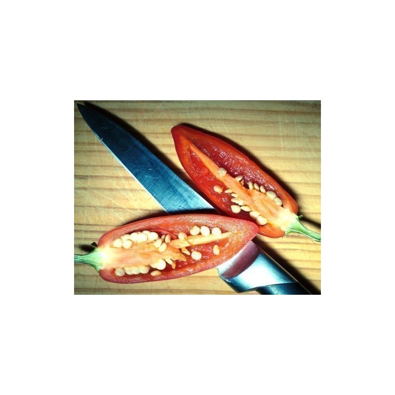 1.75 Hot Chilli Pepper Seeds CALORO (Capsicum annuum)
