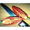 1.75 Hot Chilli Pepper Seeds CALORO (Capsicum annuum)