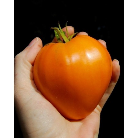 1.95 German Orange Strawberry Tomato Seeds