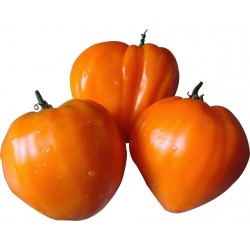 Semillas de tomate GERMAN ORANGE STRAWBERRY