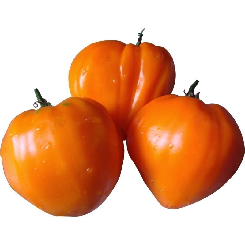 Graines de tomate GERMAN ORANGE STRAWBERRY