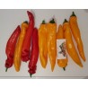 2.05 Ramiro Riesen Paprika Samen