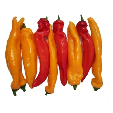 2.05 Ramiro Riesen Paprika Samen