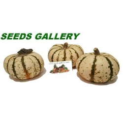 LIL' PUMP-KE-MON Pumpkin Seeds