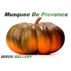 Muskatkürbis Moschata de Provence Kürbis Samen
