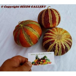 Rare KAJARI Melon Seeds