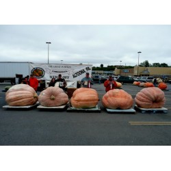 Semillas De Zapallo Gigantes Del Atlantico (824.86 kg)