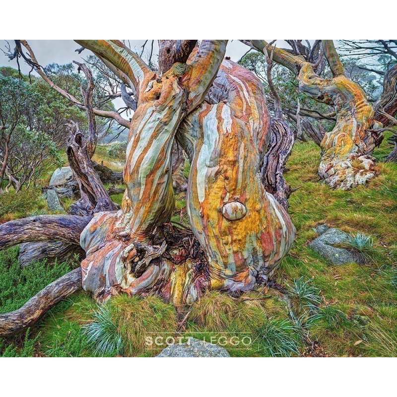 Snow Gum Eucalyptus Seeds - Hardy −23 °C  - 3