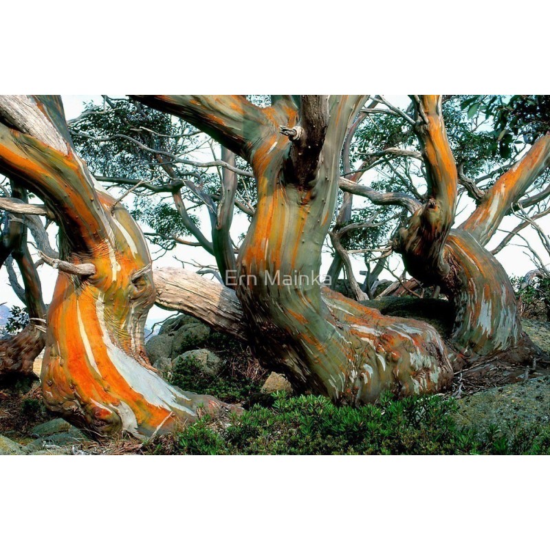 Snow Gum Eucalyptus Seeds - Hardy −23 °C  - 4