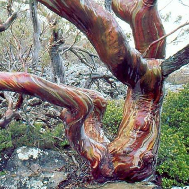 Snow Gum Eucalyptus Seeds - Hardy −23 °C  - 6