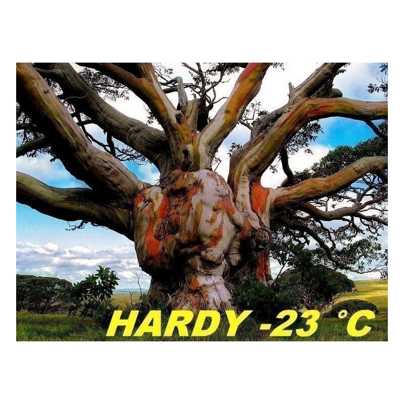 Snow Gum Eucalyptus Seeds - Hardy −23 °C  - 7